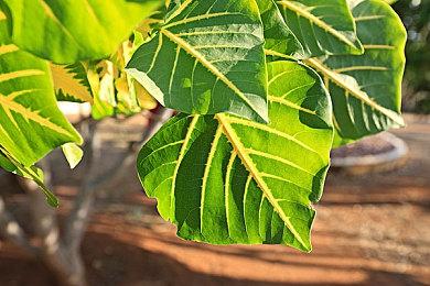 RTX3080运行《凯娜：精神之桥》4K＆Ultra 难稳定60帧