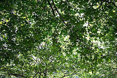 B社致信《上古卷轴OL》简中玩家 承诺提高翻译质量